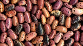 Ask Grettie – Vegans and Protein
