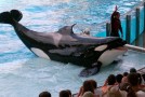 LES ANIMAUX – PETA vs. SeaWorld