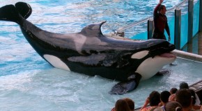 LES ANIMAUX – PETA vs. SeaWorld