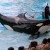 LES ANIMAUX – PETA vs. SeaWorld