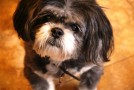 USPS HONORS DOGS