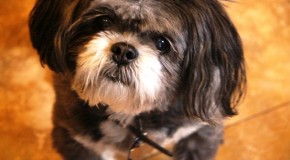USPS HONORS DOGS