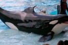 UPDATE – PETA vs. SeaWorld
