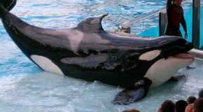 UPDATE – PETA vs. SeaWorld