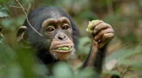 Celebrate Earth Day with Chimpanzee!