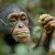 Celebrate Earth Day with Chimpanzee!
