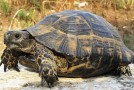 Join American Tortoise Rescue in Celebrating World Turtle Day on May 23!