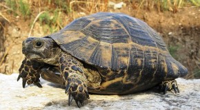 Join American Tortoise Rescue in Celebrating World Turtle Day on May 23!
