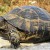 Join American Tortoise Rescue in Celebrating World Turtle Day on May 23!