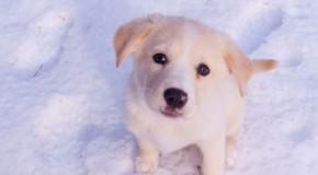 Vegan Pet Products from ArcaNatura