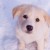 Vegan Pet Products from ArcaNatura