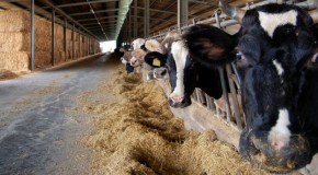The Environmental Impact of Meat