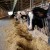 The Environmental Impact of Meat