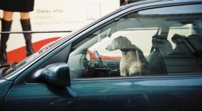 Hot Cars Are Deadly for Dogs