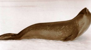Top 5 Reasons to Go Clubbing WITH Seals