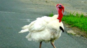 What’s In Factory Farmed Turkey?