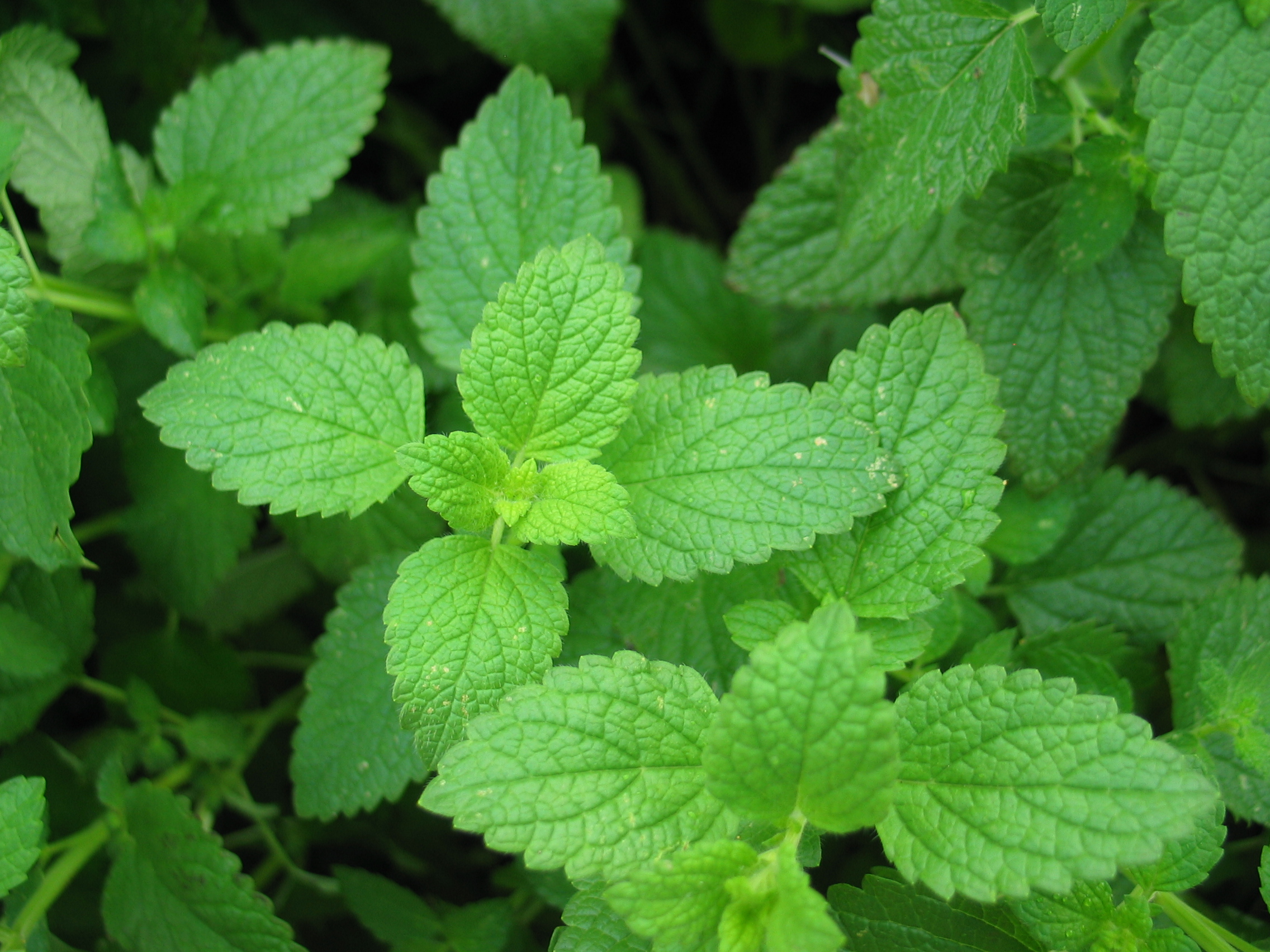 Herbal Remedies Peppermint Chic Vegan